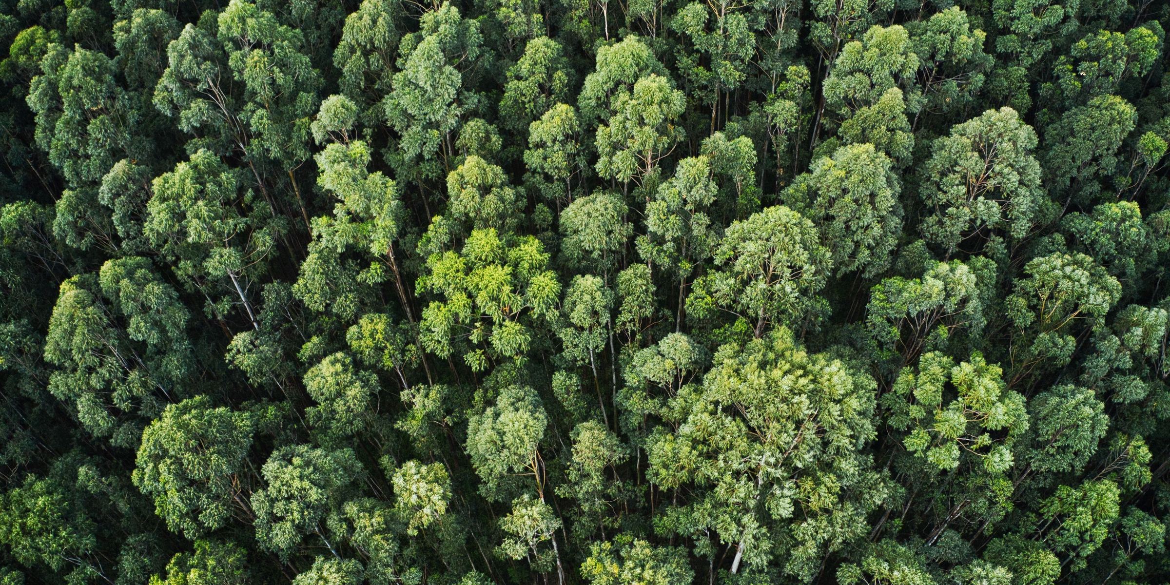 Il verde dell'Umbria visto dall'alto